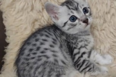 Egyptian Mau silver male DOB 1-26-24