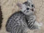 Egyptian Mau silver male DOB 1-26-24