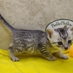 Mau, silver, male DOB 1-26-24