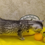 Mau, silver, male DOB 1-26-24