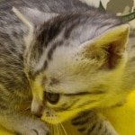 Mau, silver, male DOB 1-26-24