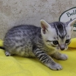 Mau, silver, male DOB 1-26-24