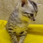 Mau, silver, male DOB 1-26-24
