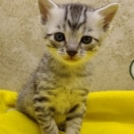 Mau, silver, male DOB 1-26-24