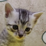 Mau, silver, male DOB 1-26-24