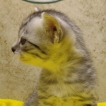 Mau, silver, male DOB 1-26-24