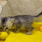 Mau, silver, male DOB 1-26-24