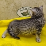 Mau, silver, male DOB 1-26-24