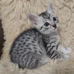 Mau, silver, male DOB 1-26-24