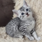 Mau, silver, male DOB 1-26-24