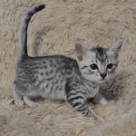 Mau, silver, male DOB 1-26-24