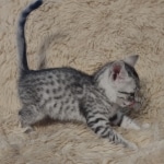 Mau, silver, male DOB 1-26-24