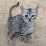 Mau, silver, male DOB 1-26-24