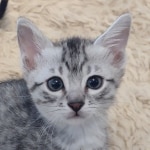 Mau, silver, male DOB 1-26-24