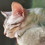 Oliver, Mau, silver, Male, DOB 10-10-19