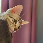 Oliver, Mau, silver, Male, DOB 10-10-19