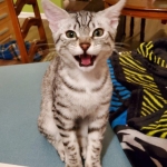 Oliver, Mau, silver, Male, DOB 10-10-19