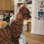 Oliver, Mau, silver, Male, DOB 10-10-19