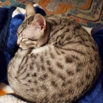 Oliver, Mau, silver, Male, DOB 10-10-19