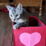 Oliver, Mau, silver, Male, DOB 10-10-19