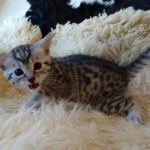 Mau, silver, Male, DOB 10-10-19