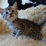 Mau, silver, Male, DOB 10-10-19