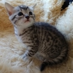 Mau, silver, Male, DOB 10-10-19