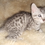 Mau, silver, Male, DOB 10-10-19