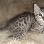 Mau, silver, Male, DOB 10-10-19