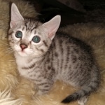 Mau, silver, Male, DOB 10-10-19