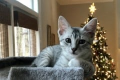 Pepi Egyptian Mau silver Male DOB 10/22/20