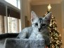 Pepi Egyptian Mau silver Male DOB 10/22/20