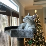 Pepi silver mau male kitten