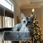 Pepi silver mau male kitten first Christmas