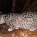 Mau, silver, male DOB 10-23-20