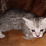 Mau, silver, male DOB 10-23-20