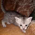 Mau, silver, male DOB 10-23-20