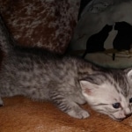 Mau, silver, male DOB 10-23-20