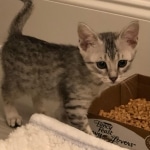 Pepi silver mau male kitten first day home