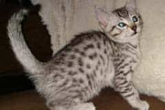 Frodo Egyptian Mau silver male DOB 2-15-21 dark
