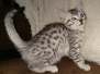 Frodo Egyptian Mau silver male DOB 2-15-21 dark