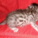 Egyptian Mau silver male kitten DOB 2-15-21