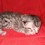 Egyptian Mau silver male kitten DOB 2-15-21