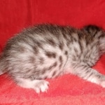 Egyptian Mau silver male kitten DOB 2-15-21