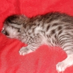 Egyptian Mau silver male kitten DOB 2-15-21