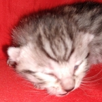 Egyptian Mau silver male kitten DOB 2-15-21