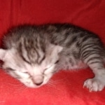 Egyptian Mau silver male kitten DOB 2-15-21