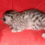 Egyptian Mau silver male kitten DOB 2-15-21