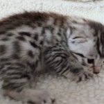 Egyptian Mau silver male kitten DOB 2-15-21