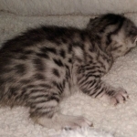 Egyptian Mau silver male kitten DOB 2-15-21